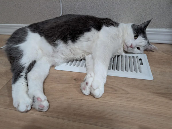 cat on the heater vent
