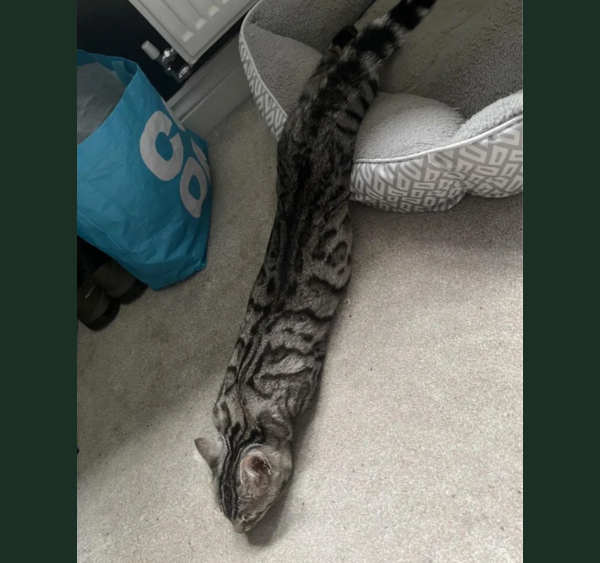 really long cat