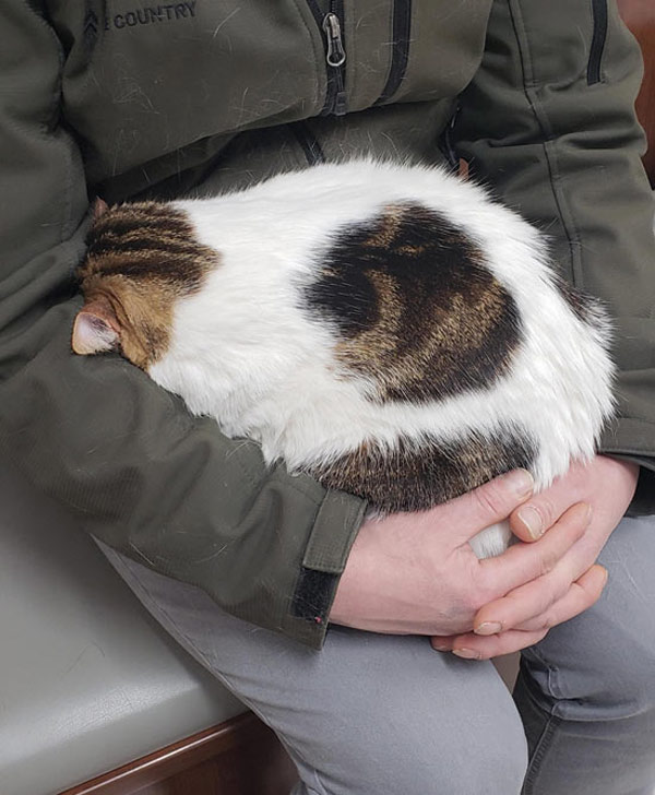 scared cat at vet