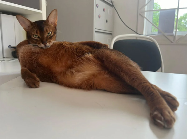 sexy as hell cat