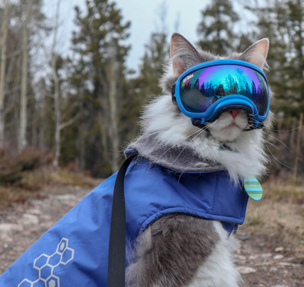 ski cat