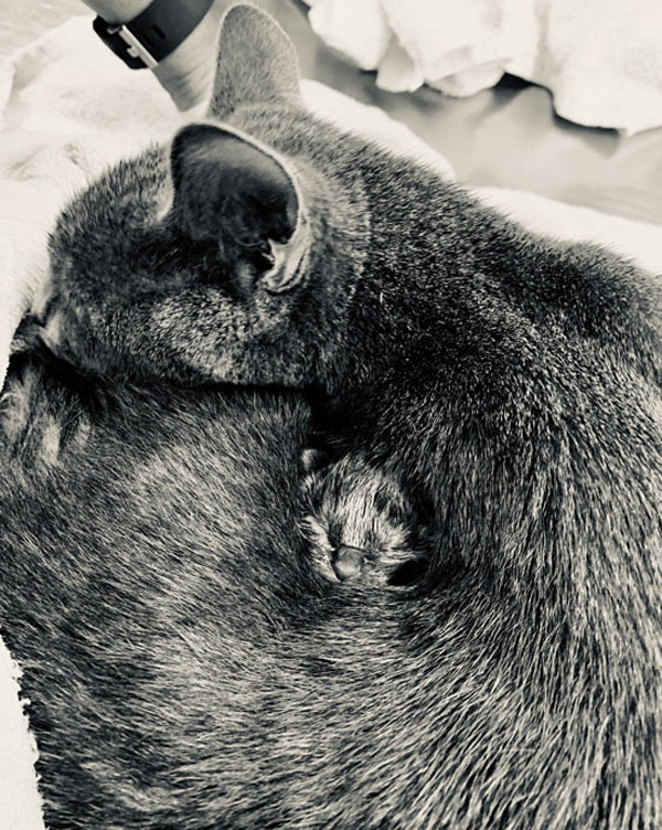 kitten hugged my mama cat