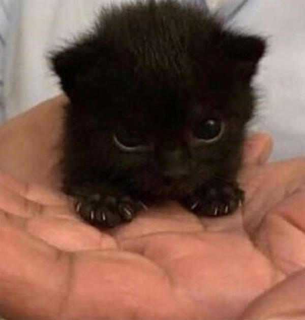 tiny fluffy black kitten