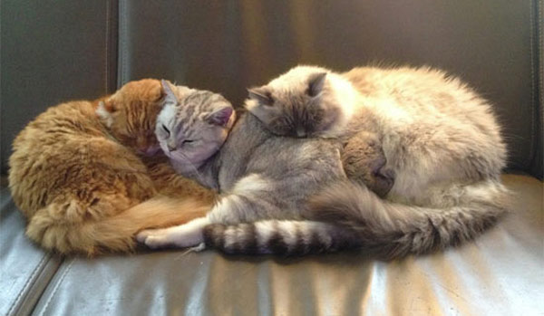 three cats sleeping