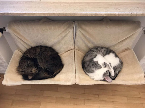 two cats sleeping