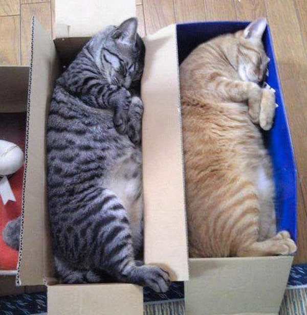 two cats sleeping in shoeboxes