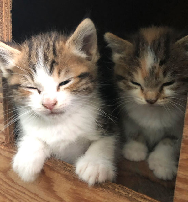 two sleepy kittens