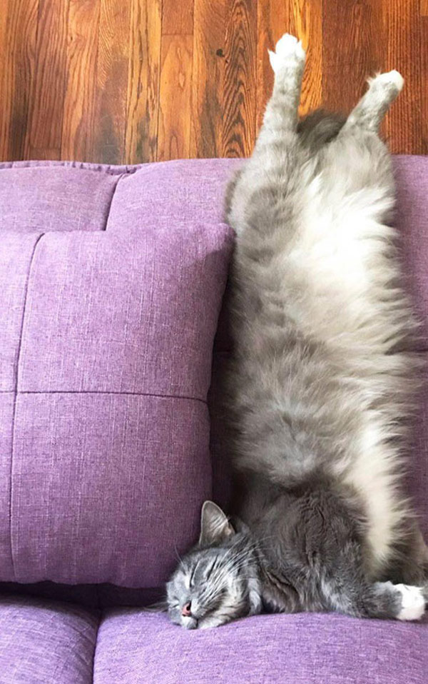 cat napping upside down