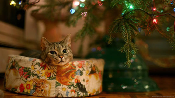 cat under xmas tree