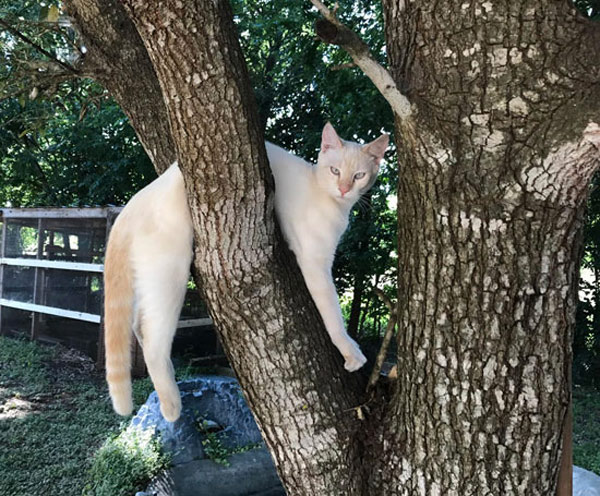 white cat stuck in tree