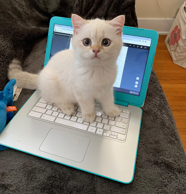 white kitten on laptop