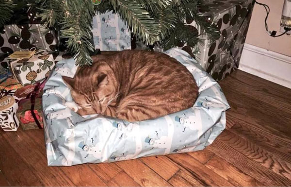 cat under xmas tree
