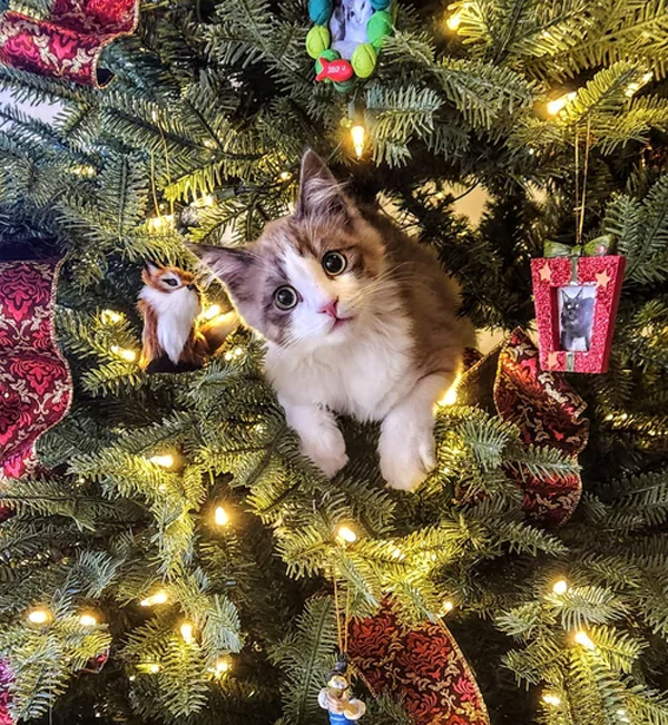 kitten in xmas tree