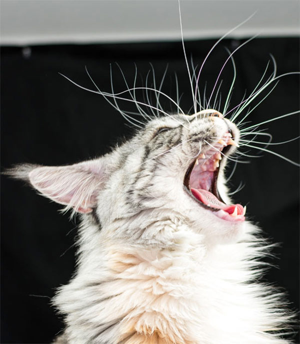 yelling cat