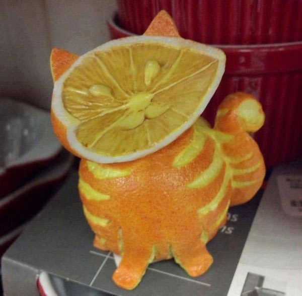 cat made of oranges