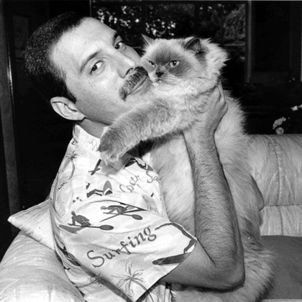freddy mercury and cat