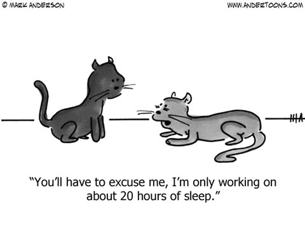 20 hours of sleep cat comic