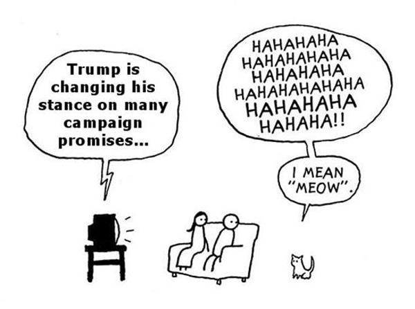 cats and campaign promises