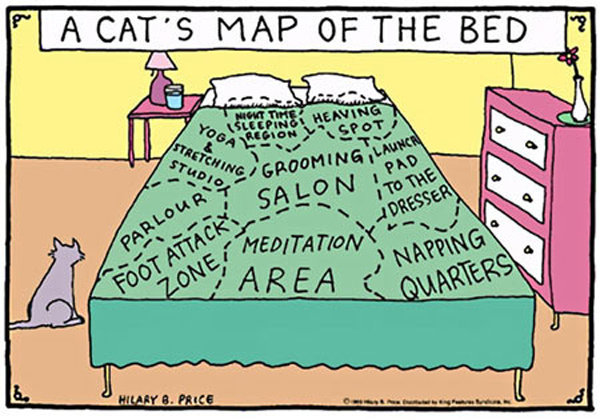 cat bed map comic