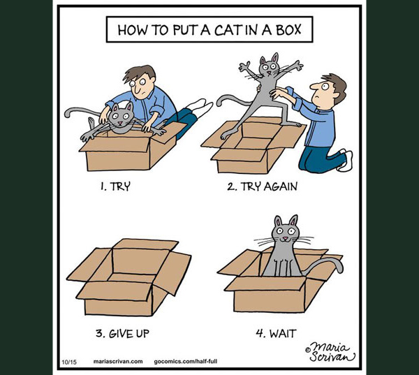 boxing the cat comic