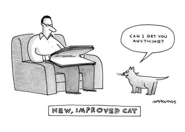 new improved cat comic