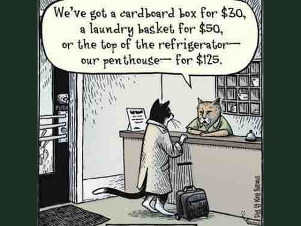 hotel cat  comic