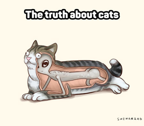 the truth about cats  comic