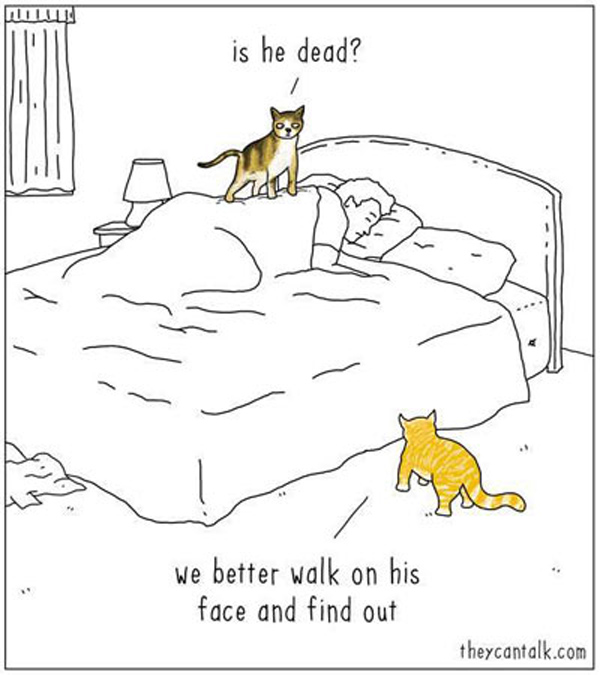 cats walk on face comic