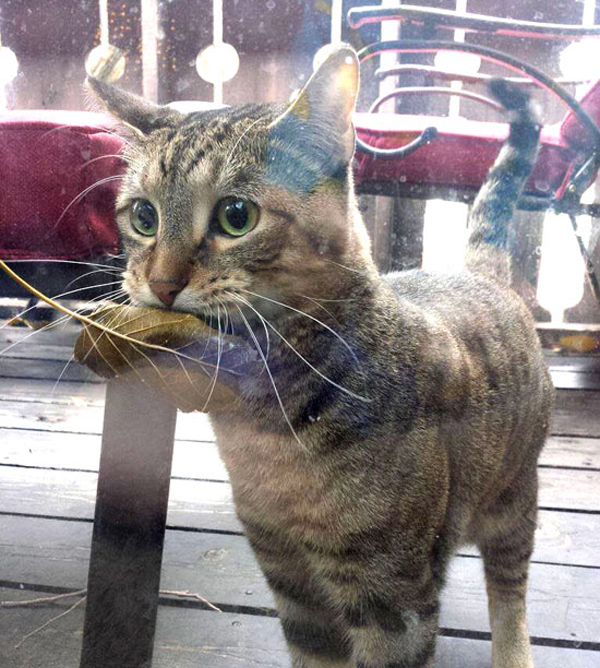 cat with murdered leaf