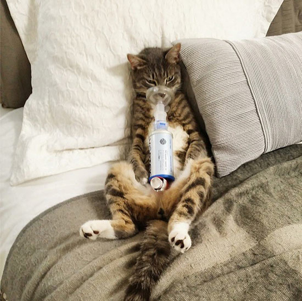 asthamatic cat