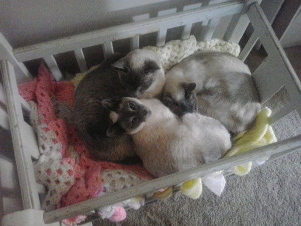 cats in the crib