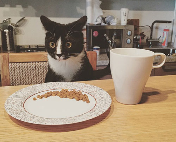 cat at breakfast