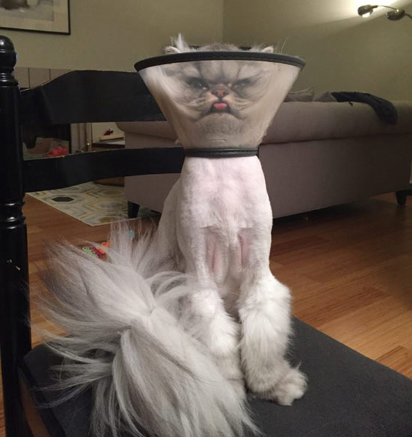 cat in cone