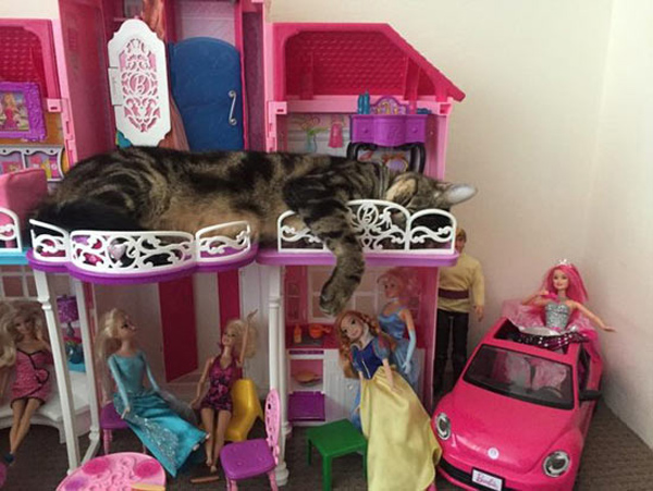 cat in barbies dream house