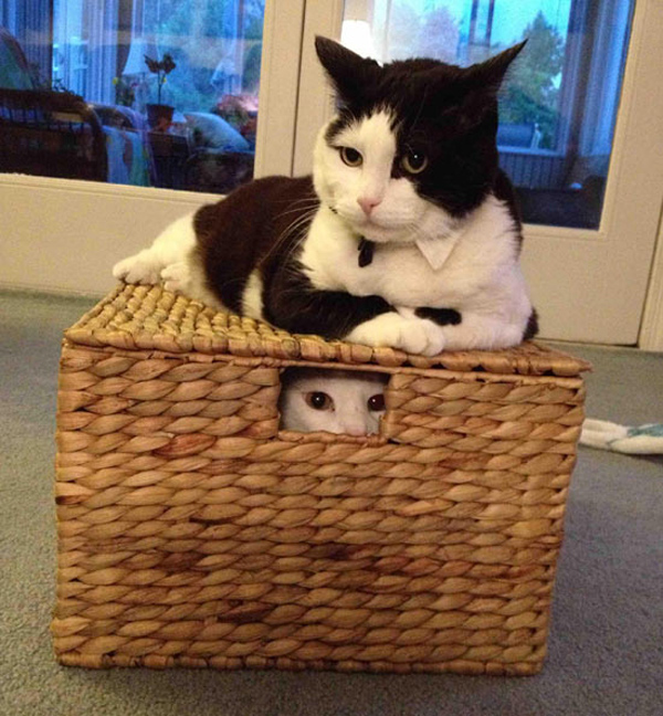 cat trapped in basket