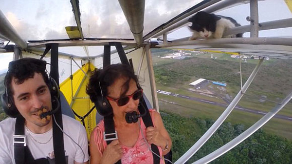 hang-gliding cat