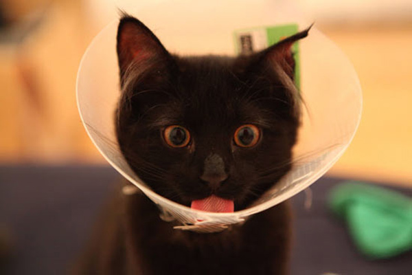 cat licking inside of cone