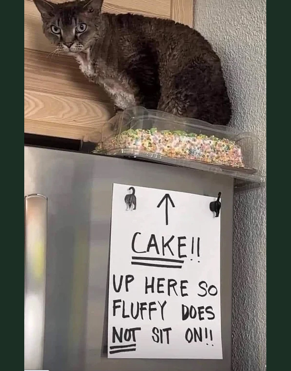 cat on cake