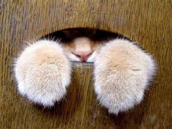 big fuzzy cat paws