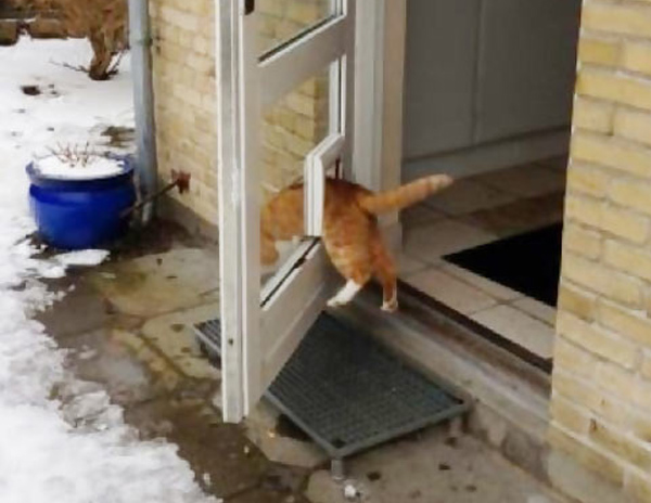 cat in ruined blinds