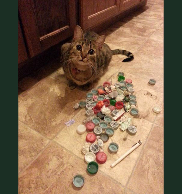 cat toys under fridge