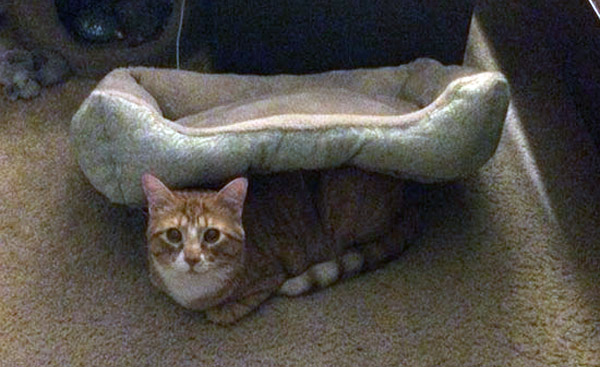 cat under cat bed