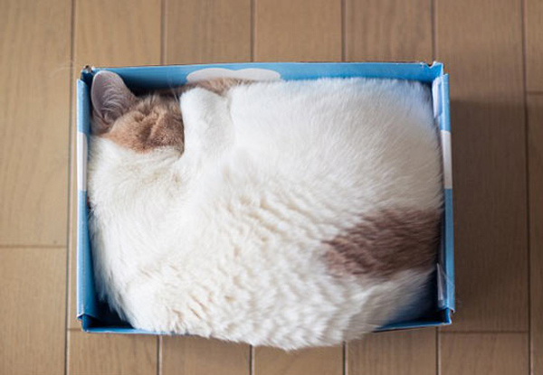 cat sleeping in box