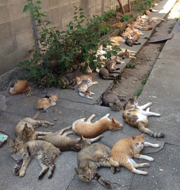 lots and lots of kitties