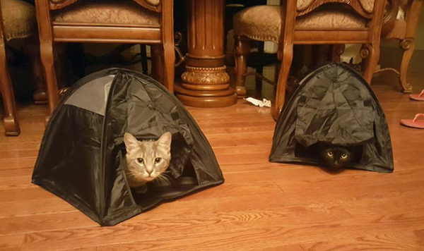 cats in tents