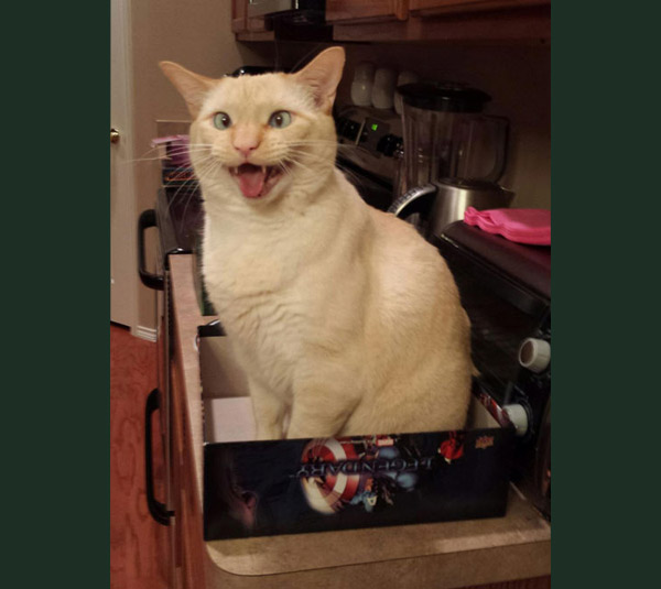 crazy cat in box