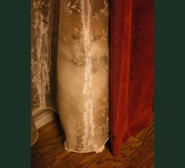 cat in the curtains