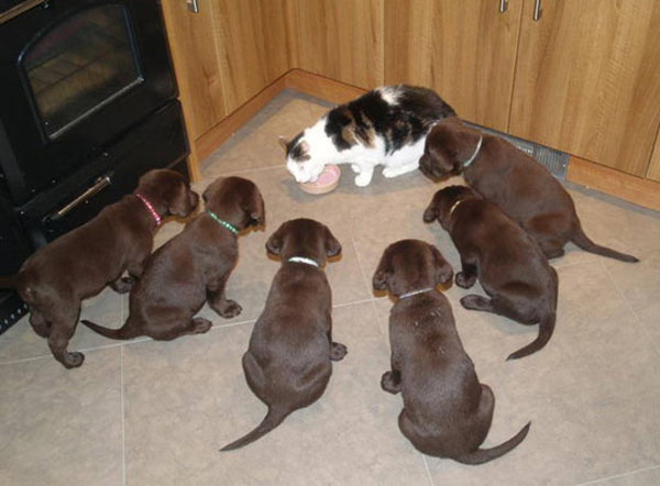 cat surrounded by hungry puppies