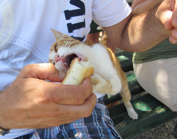 cat grabs sandwich