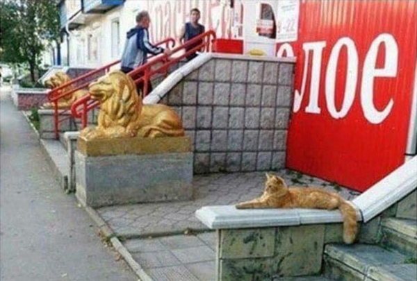 cat in front of library